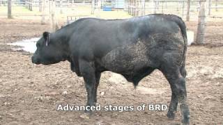 Bovine respiratory disease [upl. by Waynant]