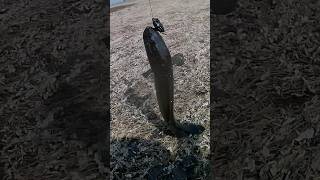 fishing bigfish snakehead song music [upl. by Herrmann]