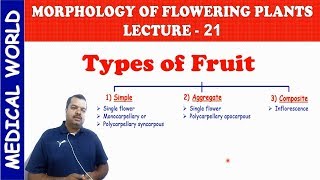 TYPES OF FRUIT  MORPHOLOGY OF FLOWERING PLANTS  LECTURE 21 [upl. by Ylaek]