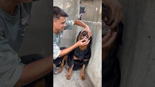 Rottweiler Daisy ne Liver tonic vomiting kr de 😰❌rottweiler shorts dog viral [upl. by Eniamrej709]