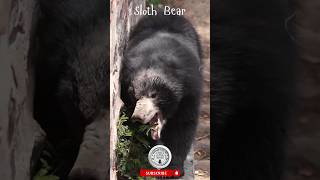 Bear Feasting on green plant bear shorts wildlife [upl. by Mayda]