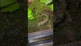 体形ブリンブリン Triturus marmoratus  Marbled newt マダライモリ shorts shortsvideo shortsfeed [upl. by Lydell]