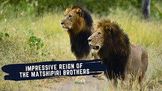 MATSHIPIRI COALITION OF LIONS DOCUMENTARY  RISE AND FALL OF THE MATSHIPIRI MALE LIONS [upl. by Aramal466]