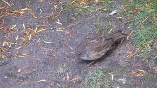 Dunnock Prunella modularis [upl. by Polak]