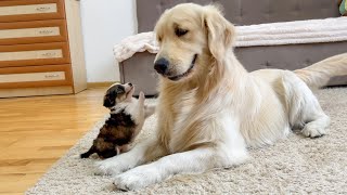 Golden Retriever Reacts to Adorable Puppy TRY NOT TO LAUGH [upl. by Hervey]