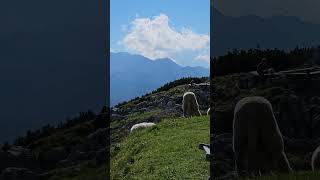 Grazing Sheep at High Altitude 🐑🌄 Stunning Views from Obertraun Austria 🇦🇹 [upl. by Sibylle312]