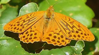 Perleťovec stříbropásek  The silverwashed fritillary Argynnis paphia [upl. by Perrin691]