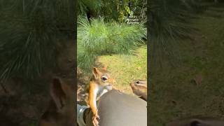 Squirrelette is such a good red squirrel😍🐿️ squirrelwhisperer melgsbackyardsquirreling [upl. by Dnar]