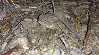 Horned Toad eating ants [upl. by Maro129]