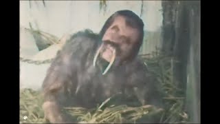 Lost Dr Moreau Film The Island of the Lost 1921 Colorized amp Sound Full movie [upl. by Ellicec77]