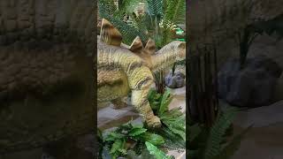 Anky osaurus Stegosaurus albustanmall kuwait music shortvideo fyp shorts [upl. by Kristo]