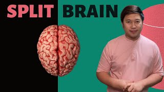 WHAT IS IT LIKE TO BE A SPLIT BRAIN PATIENT [upl. by Crain]