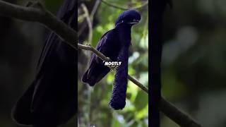 Bird Swallowed Stick  LongWattled Umbrellabird🐦‍⬛☂️ birds animals animalshorts [upl. by Yrrac849]