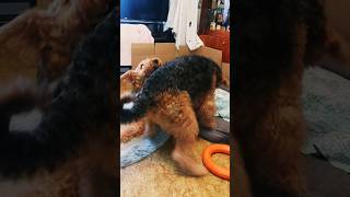 Крутые разборки youtobik puppy yorki yorkies airedale süßer Hund cute эрдельтерьер ютобик [upl. by Inot]