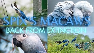 Spixs Macaws RETURN TO THE WILD  Back From the Brink of EXTINCTION [upl. by Kissiah]