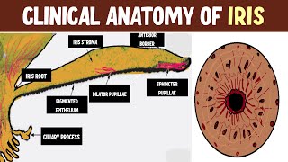 Mastering Iris Anatomy Uncover Topography Layers and Clinical Nuggets [upl. by Aleunam]