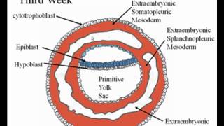 Early Embryology [upl. by Acenes156]