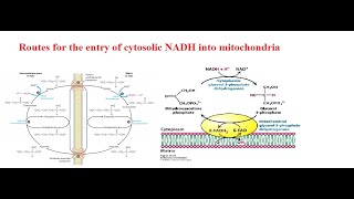 MalateAspartate Shuttle and Glycerol 3 Phosphate Shuttle [upl. by Whiteley906]