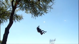 Baby baboons falling off a tree [upl. by Audi]