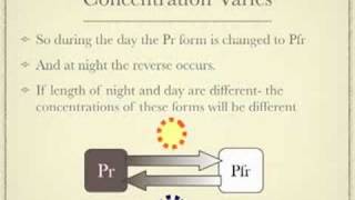 Photoperiodism [upl. by Giark225]