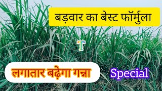 गन्ने की खेती । ग्रोथ बड़ाने का फॉर्मुला । गन्ना मोटा कैसे करे । best formula। sugarcane [upl. by Elvina]