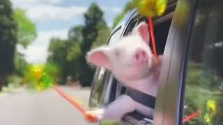 Geico ￼pig from Geico commercial￼ wee wee wee 48 seconds [upl. by Redd952]