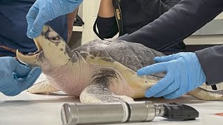 Kemps Ridley sea turtle that washed ashore in The Netherlands flown to Houston [upl. by Chang]