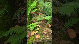 Fall mushrooms on Vancouver Island [upl. by Neliak815]