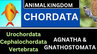 CHORDATA AGNATHAGNATHOSTOMATAUROCHORDATACEPHALOCHORDATA VERTEBRATATGT SCIENCELTRNCERT [upl. by Owens]