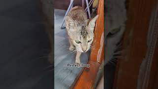 Cat food search 🔍🔍catvideos alsicat [upl. by Leiso]