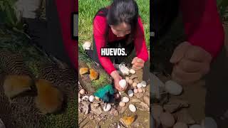 ¿Por qué esta chica está rompiendo el huevo del pavo real😮 shortsvideo [upl. by Ayama879]