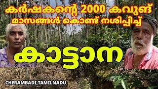 കർഷകന്റെ 2000 കവുങ് മാസങ്ങൾ കൊണ്ട് നശിപ്പിച്ച് കാട്ടാന elephant wildanimals forest tamilnadu [upl. by Michale]