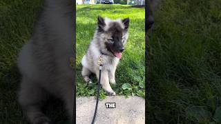 introducing the keeshond 🐕 a very cute pet breed keeshond [upl. by Kort]