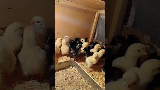 New Chicks Thai Aseel Beautiful [upl. by Aieki383]