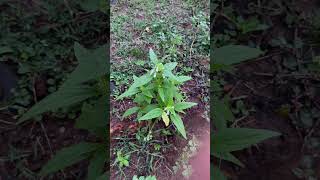 Leucas cephalotes Roth Spreng a leafy vegetable growing near Mahanadi River areas food leafy [upl. by Lyman]