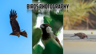 Bird photography using canon 250d with 75300mm lens  Bird photography in budget [upl. by Jori]