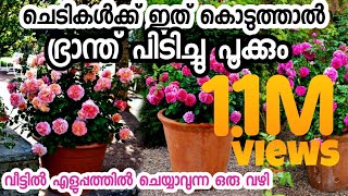 ഭ്രാന്തു പിടിച്ചത് പോലെ ചെടികൾ പൂക്കാൻ ഒരു എളുപ്പ വഴിchedikal poovidaanchedi pookkanപൂവ് പിടിക്കാൻ [upl. by Aleafar]