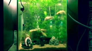 ceratophyllum demersum aquarium  マツモがいっぱいの水槽 HD [upl. by Lorain]