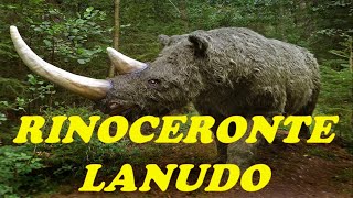 RINOCERONTE LANUDO [upl. by Raymund]