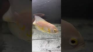 Beautiful albino Oscar fish 😍🥰😘 viralvideo shorts [upl. by Grannias]