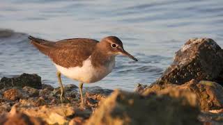 Common Sandpiper Piropiro piccolo Actitis hypoleucos [upl. by Drofwarc]