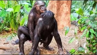 chimpanzee trekking in RWANDA Nyungwe National Park [upl. by Wilsey]