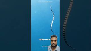 Hydrophis belcheri snake 🐍 ytshorts shorts facts diwakarsingh06 [upl. by Eelirol4]