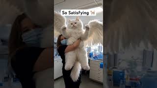 Tag an animal lover 🐈 viralvideo cat animals ai cute [upl. by Estis]