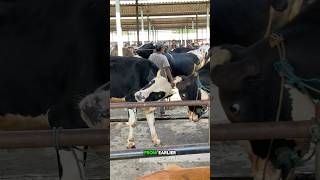 From earlier it was seen that these 2 cows pitted their heads 😅😨cow cowvideos cowsounds cattle [upl. by Aoket]