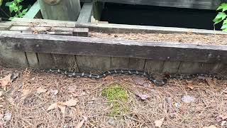 black snake dismal swamp canal [upl. by Lak]