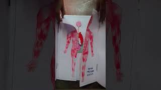 Human body System  science project  Hum [upl. by Diego]