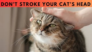 12 ScienceBacked Warning Signs You Need To Know Before Stroking Your Cat’s Head [upl. by Granthem]