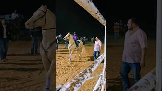 Rodeo in Laredo tx viralvideo shorts cowgirl horse music rodeo valentinasosa jdlpuma208 [upl. by Secnarfyram]