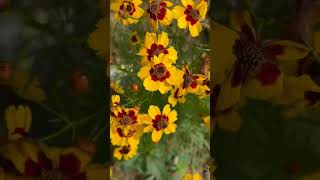 Golden tickseed flowers💐💐 homegardening nature flowers beautifulterracegarden love [upl. by Greg]